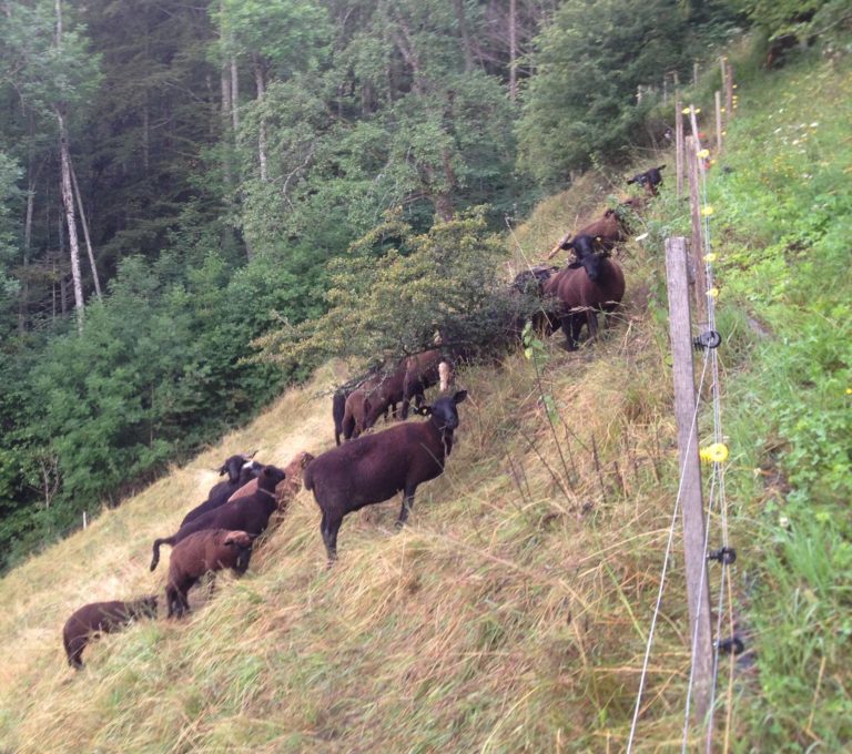 Lamm- und Rindfleisch 2018