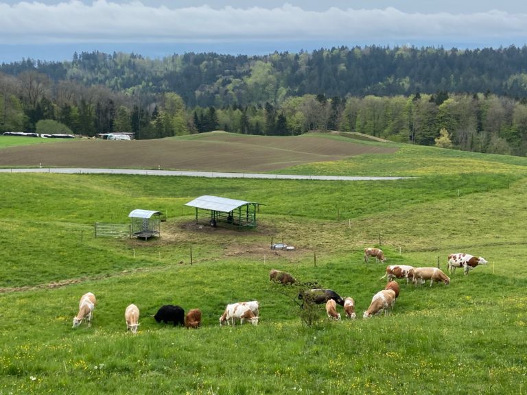 Hochlandrind 7./8. Dezember